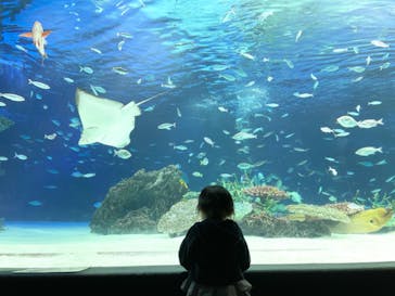 河口湖 音楽と森の美術館に投稿された画像（2023/3/26）