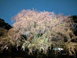 六義園に投稿された画像（2023/3/27）