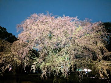 六義園に投稿された画像（2023/3/26）