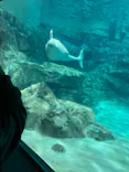 名古屋港水族館に投稿された画像（2023/3/27）