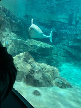 名古屋港水族館に投稿された画像（2023/3/26）