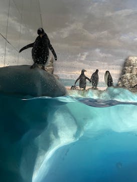 名古屋港水族館に投稿された画像（2023/3/26）