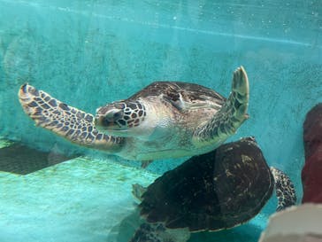 仙台うみの杜水族館に投稿された画像（2023/3/26）