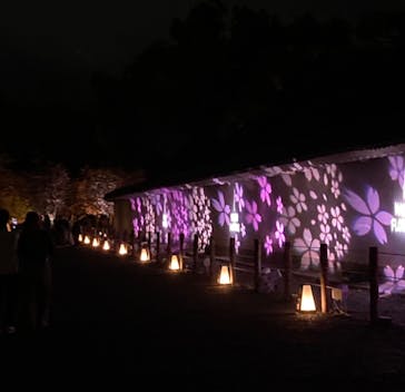 『NAKED FLOWERS 2023 桜 世界遺産・二条城』に投稿された画像（2023/3/26）