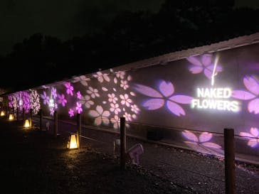 『NAKED FLOWERS 2023 桜 世界遺産・二条城』に投稿された画像（2023/3/26）