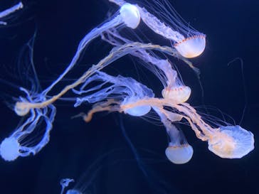 サンシャイン水族館に投稿された画像（2023/3/26）