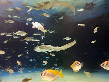 サンシャイン水族館に投稿された画像（2023/3/26）