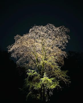 六義園に投稿された画像（2023/3/26）