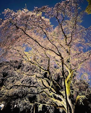 六義園に投稿された画像（2023/3/26）