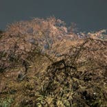 六義園に投稿された画像（2023/3/27）