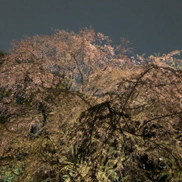 六義園に投稿された画像（2023/3/26）