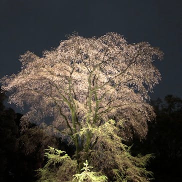 六義園に投稿された画像（2023/3/26）