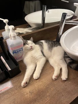 猫カフェモカ　池袋東口店に投稿された画像（2023/3/26）