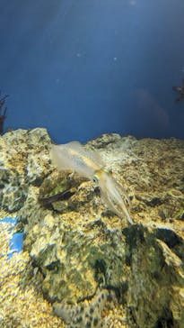 サンシャイン水族館に投稿された画像（2023/3/27）