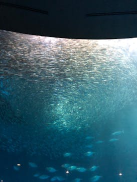 名古屋港水族館に投稿された画像（2023/3/27）