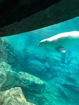 名古屋港水族館に投稿された画像（2023/3/27）