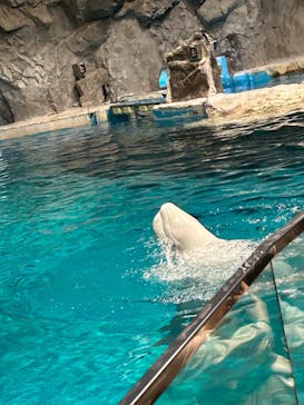 名古屋港水族館に投稿された画像（2023/3/27）