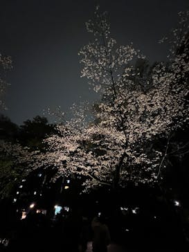 六義園に投稿された画像（2023/3/27）