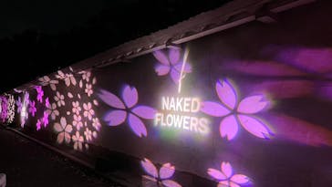 『NAKED FLOWERS 2023 桜 世界遺産・二条城』に投稿された画像（2023/3/27）