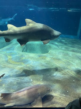 アクアワールド茨城県大洗水族館に投稿された画像（2023/3/27）