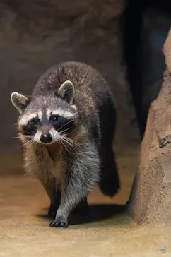 神戸どうぶつ王国に投稿された画像（2023/3/27）