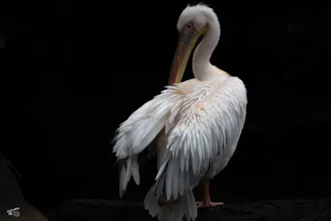 神戸どうぶつ王国に投稿された画像（2023/3/27）