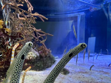 名古屋港水族館に投稿された画像（2023/3/27）