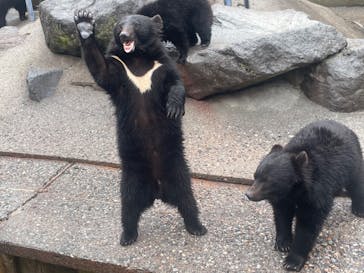 奥飛騨クマ牧場に投稿された画像（2023/3/27）