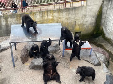 奥飛騨クマ牧場に投稿された画像（2023/3/27）