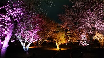 『NAKED FLOWERS 2023 桜 世界遺産・二条城』に投稿された画像（2023/3/27）