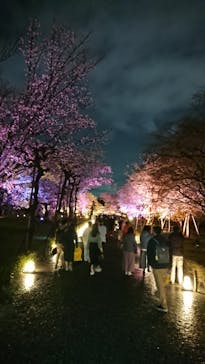 『NAKED FLOWERS 2023 桜 世界遺産・二条城』に投稿された画像（2023/3/27）