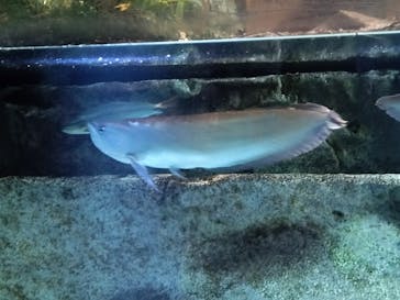 カワスイ 川崎⽔族館に投稿された画像（2023/3/27）