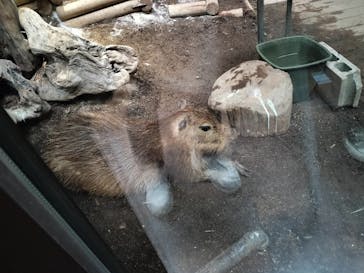 カワスイ 川崎⽔族館に投稿された画像（2023/3/27）