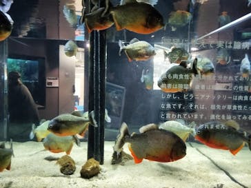 カワスイ 川崎⽔族館に投稿された画像（2023/3/27）