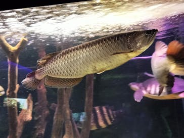 カワスイ 川崎⽔族館に投稿された画像（2023/3/27）