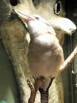 カワスイ 川崎⽔族館に投稿された画像（2023/3/27）