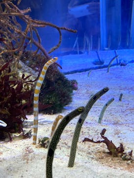 名古屋港水族館に投稿された画像（2023/3/27）