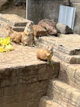 伊豆シャボテン動物公園に投稿された画像（2023/3/27）