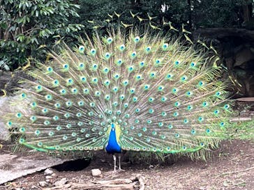 伊豆シャボテン動物公園に投稿された画像（2023/3/27）