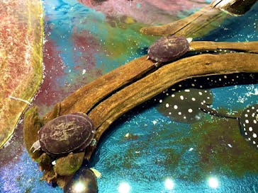 神戸みなと温泉 蓮に投稿された画像（2023/3/27）