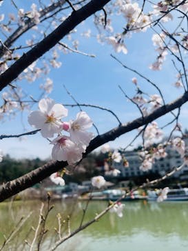 恵那峡遊覧船に投稿された画像（2023/3/27）