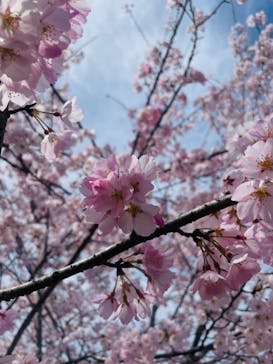 恵那峡遊覧船に投稿された画像（2023/3/27）