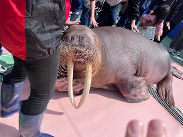 ゼロ距離水族館 伊勢シーパラダイスに投稿された画像（2023/3/27）