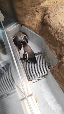 島根県立 しまね海洋館に投稿された画像（2023/3/27）