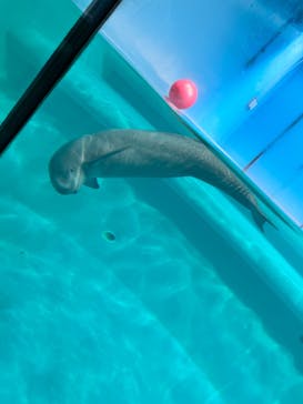 マリンワールド海の中道に投稿された画像（2023/3/27）