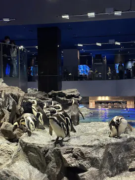 すみだ水族館に投稿された画像（2023/3/27）