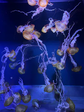 すみだ水族館に投稿された画像（2023/3/27）