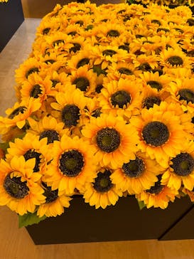 ゴッホ・アライブ神戸に投稿された画像（2023/3/27）