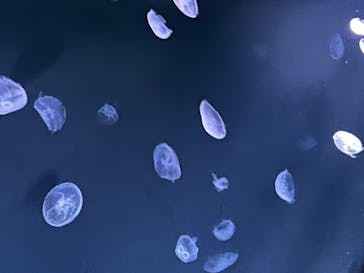 サンシャイン水族館に投稿された画像（2023/3/27）