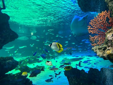 サンシャイン水族館に投稿された画像（2023/3/27）